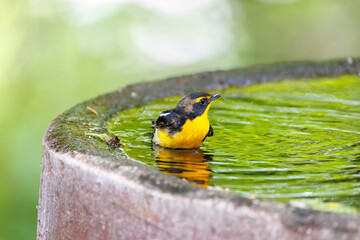 泉で水浴びをする可愛いキビタキ（ヒタキ科）
英名学名：Narcissus Flycatcher (Ficedula narcissina) (family comprising the flycatchers)
秦野駅近くにある弘法山公園は、浅間山、権現山、弘法山を含む神奈川県立の自然公園。
山頂には野鳥の観察施設「バードサンクチュアリ」がある
神奈川県秦野市- 2025年
