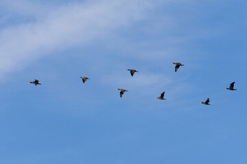 A flock of Black Cormorants flying in blue sky.