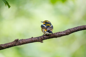 泉で水浴びをする可愛いキビタキ（ヒタキ科）
英名学名：Narcissus Flycatcher (Ficedula narcissina) (family comprising the flycatchers)
秦野駅近くにある弘法山公園は、浅間山、権現山、弘法山を含む神奈川県立の自然公園。
山頂には野鳥の観察施設「バードサンクチュアリ」がある
神奈川県秦野市- 2025年
