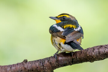 泉で水浴びをする可愛いキビタキ（ヒタキ科）
英名学名：Narcissus Flycatcher (Ficedula narcissina) (family comprising the flycatchers)
秦野駅近くにある弘法山公園は、浅間山、権現山、弘法山を含む神奈川県立の自然公園。
山頂には野鳥の観察施設「バードサンクチュアリ」がある
神奈川県秦野市- 2025年
