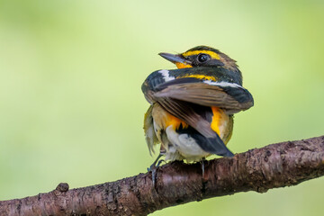 泉で水浴びをする可愛いキビタキ（ヒタキ科）
英名学名：Narcissus Flycatcher (Ficedula narcissina) (family comprising the flycatchers)
秦野駅近くにある弘法山公園は、浅間山、権現山、弘法山を含む神奈川県立の自然公園。
山頂には野鳥の観察施設「バードサンクチュアリ」がある
神奈川県秦野市- 2025年
