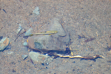 清流を泳ぐカワムツ（コイ科）。
英名学名：River chub, Nipponocypris temminckii (Carpidae)
秦野駅前を流れる水無川。
河川敷は遊歩道になっている。
橋の上には素敵な時計台もある。
神奈川県秦野市- 2025年
