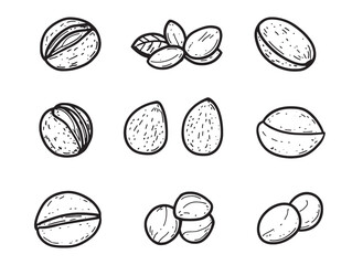 Elegant Brazil Nut Line Art Illustration For Creative Projects