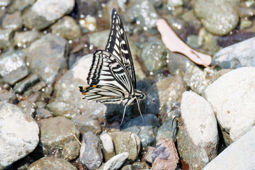 美しいアゲハチョウ
英名学名：Asian Swallowtail butterfly (Papilionidae)...