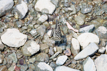 美しいアゲハチョウ
英名学名：Asian Swallowtail butterfly (Papilionidae) 
秦野駅前を流れる水無川。
河川敷は遊歩道になっている。
橋の上には素敵な時計台もある。
神奈川県秦野市- 2025年
