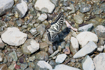 美しいアゲハチョウ
英名学名：Asian Swallowtail butterfly (Papilionidae) 
秦野駅前を流れる水無川。
河川敷は遊歩道になっている。
橋の上には素敵な時計台もある。
神奈川県秦野市- 2025年
