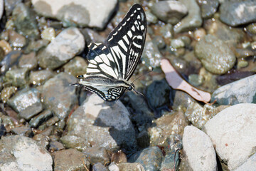 美しいアゲハチョウ
英名学名：Asian Swallowtail butterfly (Papilionidae)...