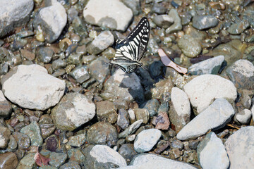 美しいアゲハチョウ
英名学名：Asian Swallowtail butterfly (Papilionidae) 
秦野駅前を流れる水無川。
河川敷は遊歩道になっている。
橋の上には素敵な時計台もある。
神奈川県秦野市- 2025年
