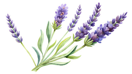 Obraz premium Watercolour Lavender Illustration on transparent background