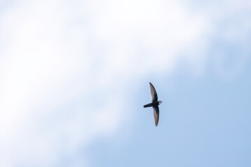 飛翔するヒメアマツバメ（アマツバメ科）
英名学名： House Swift, Apus...