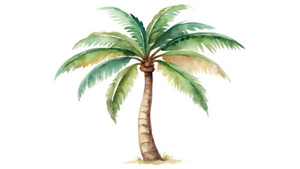 Watercolour Palm Tree Illustration on transparent background