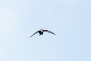 飛翔するヒメアマツバメ（アマツバメ科）
英名学名： House Swift, Apus nipalensis, 
秦野駅前を流れる水無川。
河川敷は遊歩道になっている。
橋の上には素敵な時計台もある。
神奈川県秦野市- 2025年
