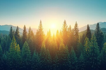 Sunrise over a dense pine forest