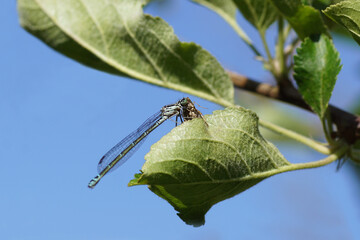 Azure Damselfly (Coenagrion puella). Family Coenagrionidae. In an apple tree with a small moth as prey. Spring, May, Netherlands