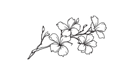branch of frangipani flowers line art nature