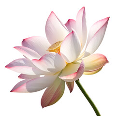 Lotus flower isolated on a transparent background