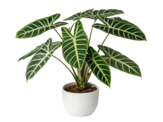 Alocasia zebrina, also known as tiger plant, is stunning houseplant that adds vibrant touch to any indoor space