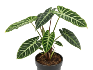 Alocasia zebrina, also known as tiger plant, is stunning houseplant with striking leaves that add beauty to any indoor space