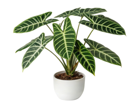 Alocasia zebrina, also known as tiger plant, is stunning houseplant that adds vibrant touch to any indoor space