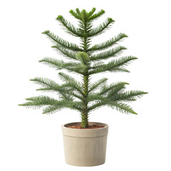 Beautiful araucaria heterophylla houseplant adds touch of elegance to any space with its lush green foliage and unique shape