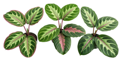 Calathea roseopicta medallion is stunning houseplant known for its vibrant foliage and unique patterns that enhance any indoor space