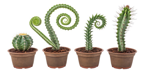 This beautiful collection of houseplants features cereus forbesii and spiralis showcasing unique spiral shapes and vibrant green colors