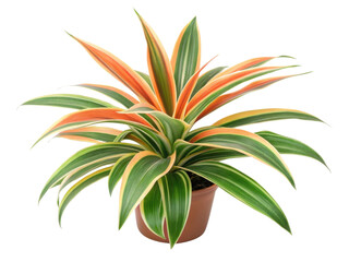 Chlorophytum and orchidastrum create stunning houseplant with vibrant green and orange leaves that brighten any space beautifully
