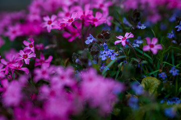 Vibrant pink blooming creeping phlox in a rockery garden setting.  Magenta, hot pink phlox carpet close up.
