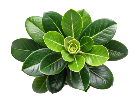 Beautiful clusia rosea princess houseplant showcases vibrant green leaves that add touch of elegance to any indoor space