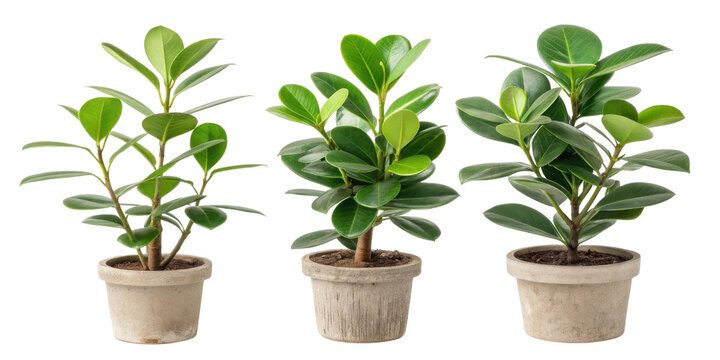 Beautiful arrangement of clusia rosea plants showcases their vibrant green leaves, making them ideal houseplants for any home