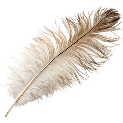 Ostrich feather isolated on a transparent background © woopics