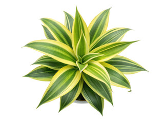 Lush dracaena fragrans with vibrant lemon and lime leaves makes stunning houseplant that brightens any indoor space beautifully