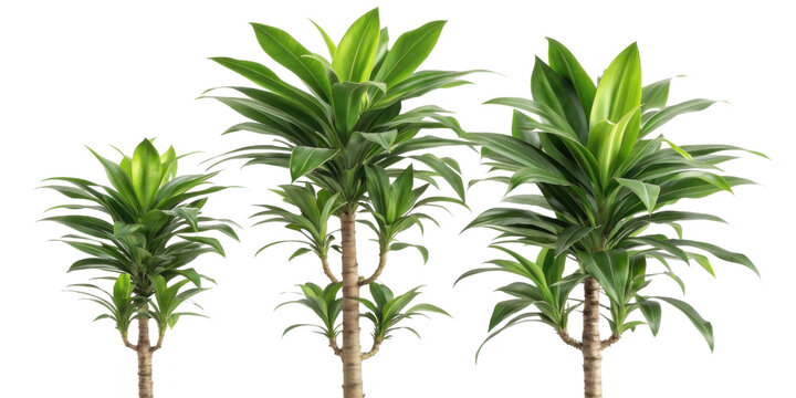 Dracaena fragrans janet craig houseplant adds vibrant touch to any indoor space with its lush green leaves and elegant structure