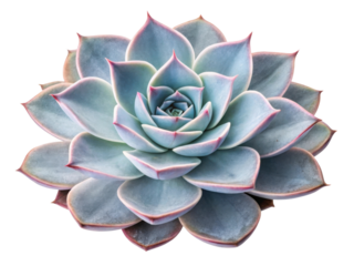 Beautiful echeveria perle von nurnberg houseplant showcases stunning rosettes with soft pastel colors and delicate edges