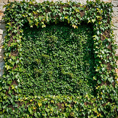 A dense growth of green ivy vines frames a stone wall, creating a natural, textured border.