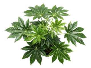 Fatsia japonica is stunning houseplant known for its large, glossy leaves that bring touch of nature indoors