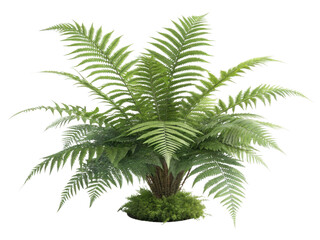 Lush fern houseplant adds vibrant touch to any indoor space, enhancing atmosphere with its rich green foliage and natural beauty