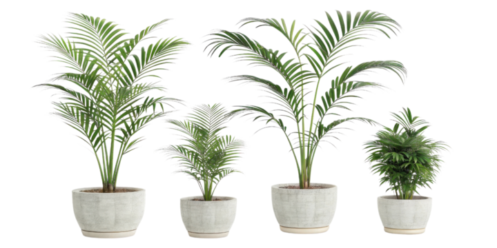 Kentia palm houseplants bring touch of elegance to any space with their lush green leaves and stylish pots, enhancing your indoor decor