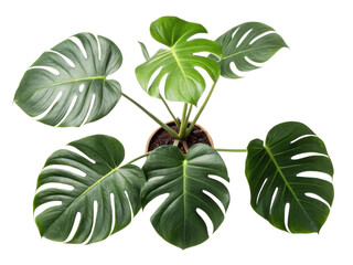 Monstera deliciosa is stunning houseplant known for its large, unique leaves that bring touch of nature indoors