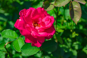 pink rose in garden