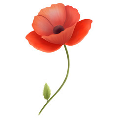 red poppy isolated on white background