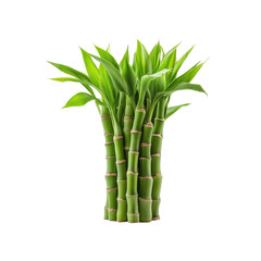 Obraz premium Lush Green Bamboo Plant Isolated on Transparent Background