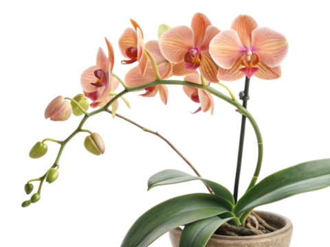 Beautiful peach orchid houseplant adds elegance to any space with its vibrant blooms and lush green leaves