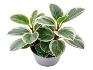 This beautiful peperomia obtusifolia, also known as obtipan, features stunning bicolor leaves that make it perfect houseplant for any space