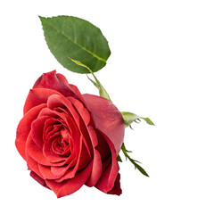 Rose flower isolated on a transparent background