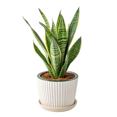 Beautiful sansevieria trifasciata zeylanica houseplant adds touch of elegance to any space with its striking green leaves and unique patterns