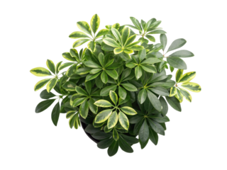 Beautiful schefflera arbori compacta houseplant adds touch of greenery to any space with its lush leaves and vibrant colors