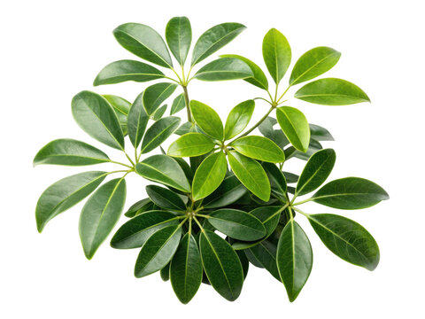 Beautiful schefflera arbori compacta houseplant with lush green leaves adds vibrant touch to any indoor space