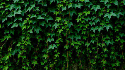 Obraz premium Lush green vines with vibrant leaves creating a natural and calming background