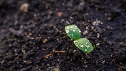 Cucumber sprout with first leaves in water drops close-up